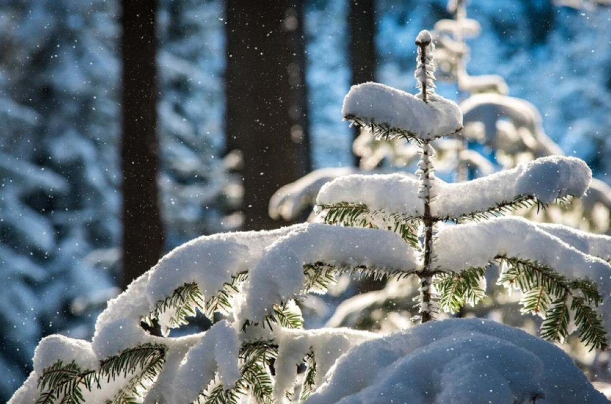 Ирэх арав хоногийн цаг агаарын урьдчилсан төлөв